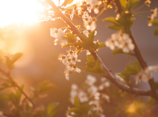 There are cherry blossoms in a sun ray.